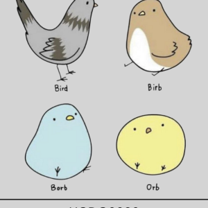 Bird evolution